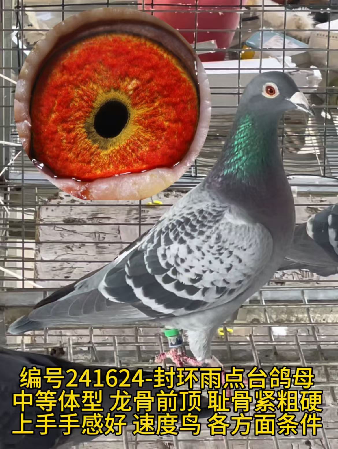 封环精挑雨点台鸽母