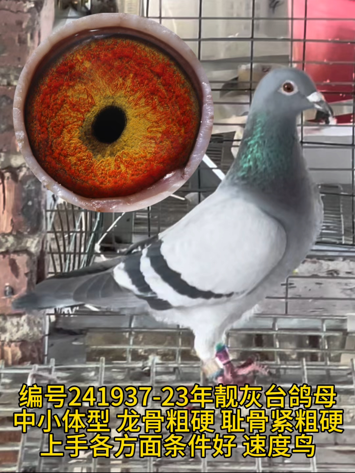 23年靓灰台鸽母