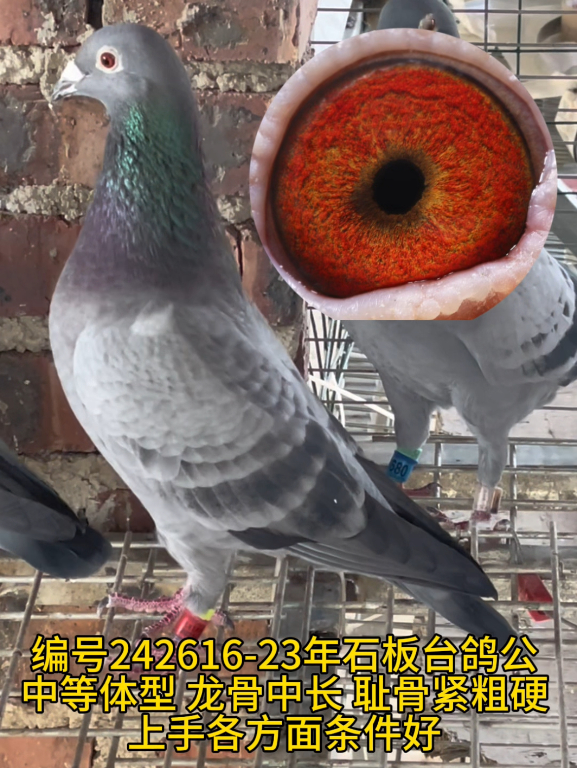 23年精选石板台鸽公
