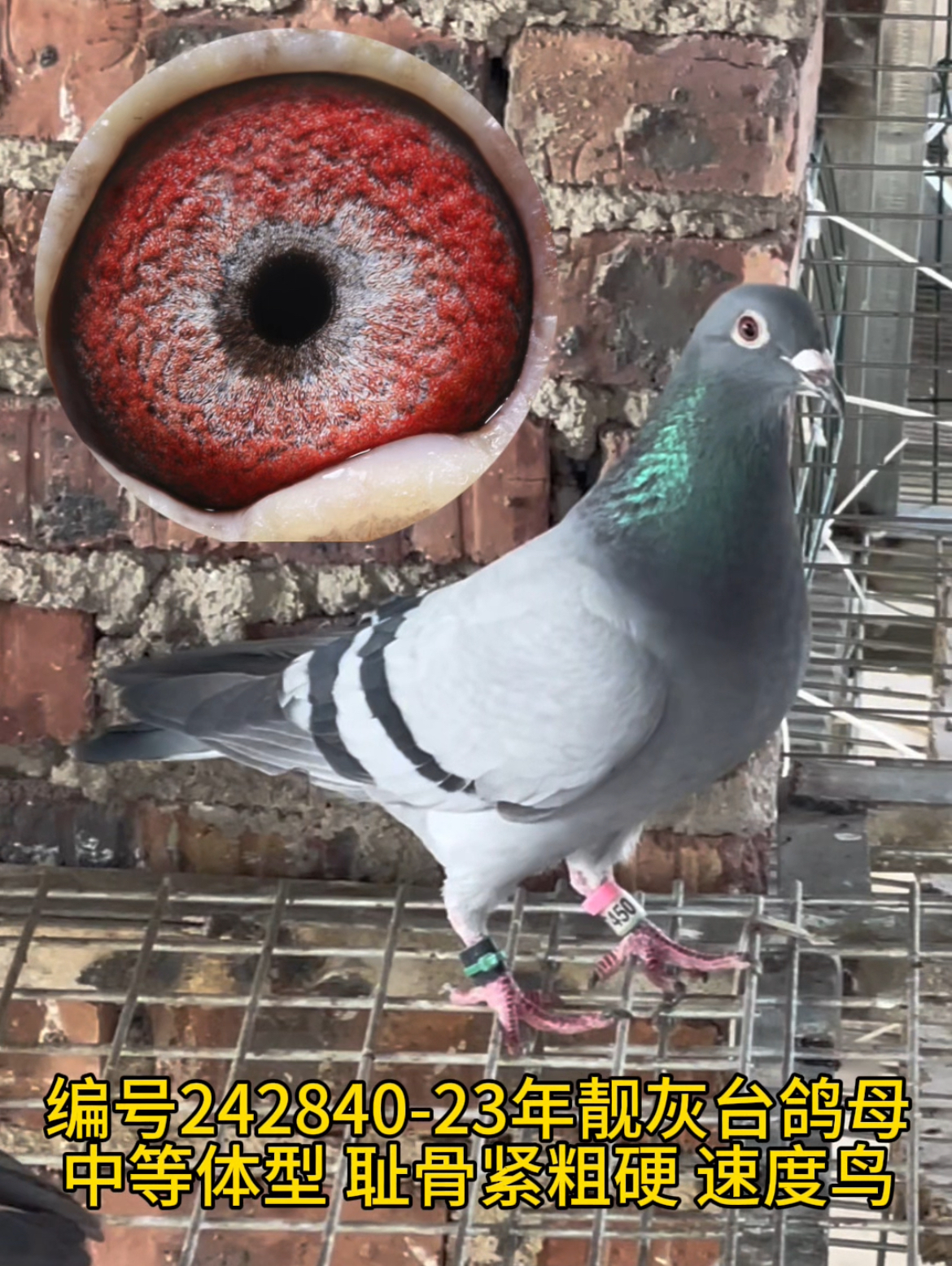 23年精挑靓灰台鸽母